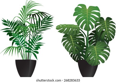 Kentia and philodendron plants in the pots