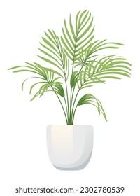 Kentia plant houseplant in white ceramic pot vector illustration isolated on white background