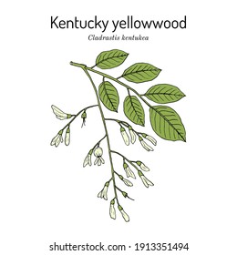 Kentucky or American yellowwood (Cladrastis kentukea), state tree of Tennessee. Hand drawn botanical vector illustration