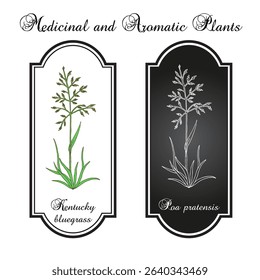 Kentucky Blue Grass, or smooth meadow-grass (Poa pratensis), medicinal plant. Hand drawn botanical vector illustration