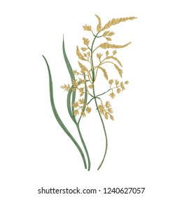 Kentucky bluegrass flowers isolated on white background. Natural drawing of wild perennial flowering pasture plant or wildflower used for making lawns. Colorful floral hand drawn vector illustration.