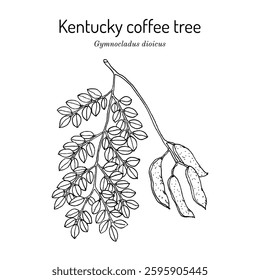  Kentucky coffee tree, (Gymnocladus dioicus), edible and ornamental plant. Hand drawn botanical vector illustration