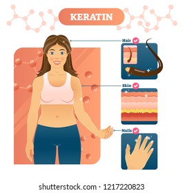 Keratin vector illustration. Hair, skin and nails examples on woman body. Fibrous structural proteins that is the key structural material making up horns, claws, hooves, and outer layer of human skin.