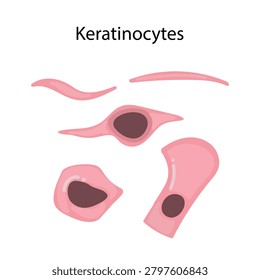 Keratinocytes Skin Cells - vector art illustration 