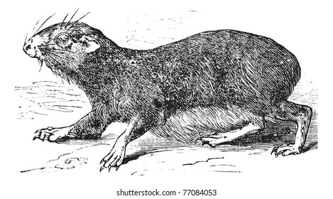 Kerodon rupestris or cavy vintage engraving. Old engraved illustration of Kerodan rupestris. Trousset encyclopedia.