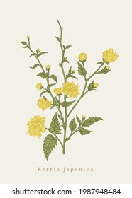 Kerria japonica. Flowering branch. Vector botanical illustration. Isolated floral design elements.