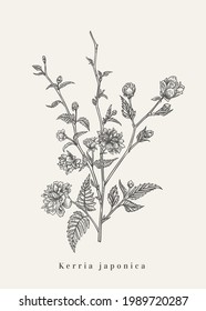 Kerria japonica. Vector botanical illustration. Isolated floral design elements. Black and white.