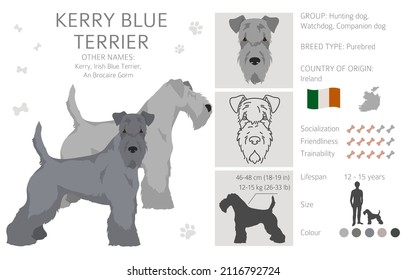 Kerry Blue Terrier clipart. Different poses, coat colors set.  Vector illustration