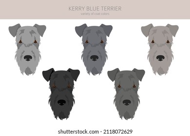 Kerry Blue Terrier clipart. Different poses, coat colors set.  Vector illustration