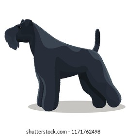 Kerry Blue terrier dog