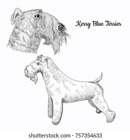 Kerry blue terrier dog sketch isolated on white background. Hand drawn dog portrait. Purebred canine for your design.