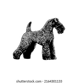 Kerry Blue Terrier hand drawing vector illustration isolated on white background
