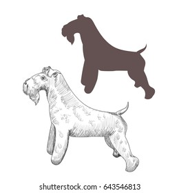 Kerry blue terrier hand drawn illustration. Purebred dog sketch and silhouette isolated on white background.