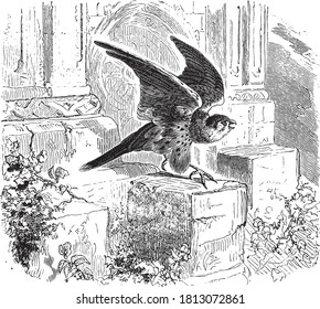 Kestrel animal, From the Dictionary of Word and Things, 1888.