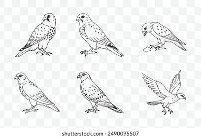 Kestrel Bird Line Art Vector Set High Quality Detailed Illustrations of Kestrel Birds for Various Design Projects