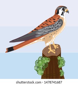 Kestrel bird vector illustration clip-art artwork