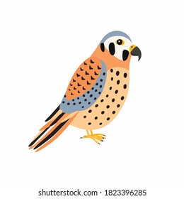 Kestrel bird. Vector illustration Isolated on white background.