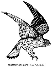 Kestrel is easy to understand that these birds inspire terror wherever they go, vintage line drawing or engraving illustration.