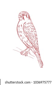 Kestrel falcon. Hand drawn illustration. Black and white. Picture for coloring. Vector.