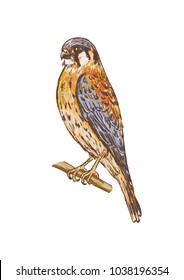 Kestrel falcon. Hand drawn illustration. Color picture. Vector.