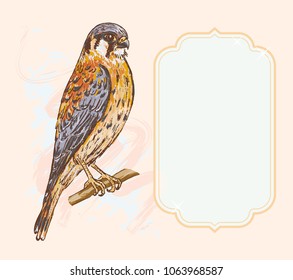 Kestrel falcon. Hand drawn illustration. Color picture. Vector. Greeting card.