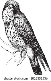 Kestrel, type of small falcon, From the Dictionary of Word and Things, 1888.