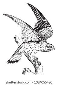 Kestrel, vintage engraved illustration. 