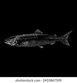 keta salmon hand drawing vector isolated on black background.