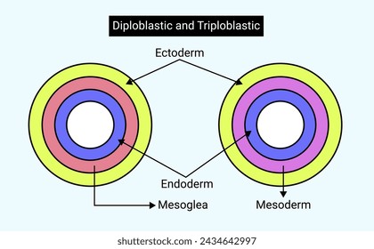 The key difference between diploblastic and triploblastic is that diploblastic organisms have two germinal layers