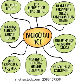 Key indicators of biological age which measures how well body functions compared to the average person of your chronological age. Infographics sketch.