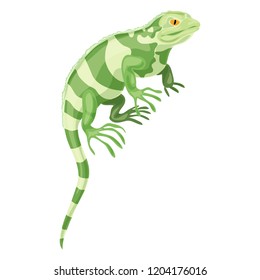 Khameleon reptile icon. Cartoon of khameleon reptile vector icon for web design isolated on white background