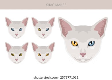 Khao Manee Cat clipart. All coat colors set.  All cat breeds characteristics infographic. Vector illustration