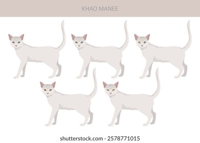 Khao Manee Cat clipart. All coat colors set.  All cat breeds characteristics infographic. Vector illustration