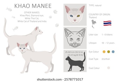 Khao Manee Cat clipart. All coat colors set.  All cat breeds characteristics infographic. Vector illustration