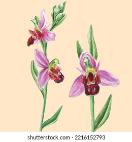 Khari Bulbul vector illustration symbol of Kharabakh, Azerbaijan