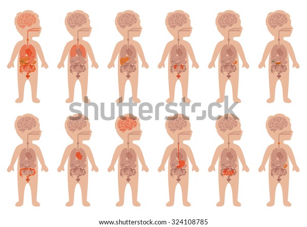 子どもの体 医療イラスト 人の臓器 子どもの解剖学 のベクター画像素材 ロイヤリティフリー