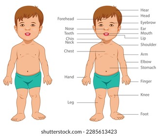 KID Body Parts, happy cute kid boy body part anatomy