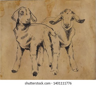 Kid. Drawing by hand in vintage style. Cute little goat.