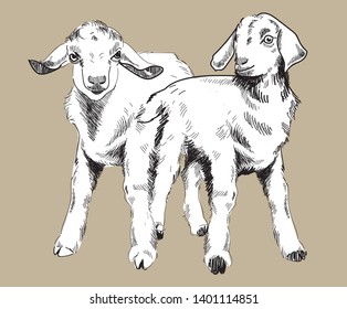 Kid. Drawing by hand in vintage style. Cute little goat.