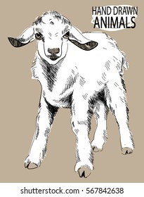 
Kid. Drawing by hand in vintage style. Cute little goat.