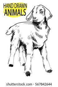 
Kid. Drawing by hand in vintage style. Cute little goat.