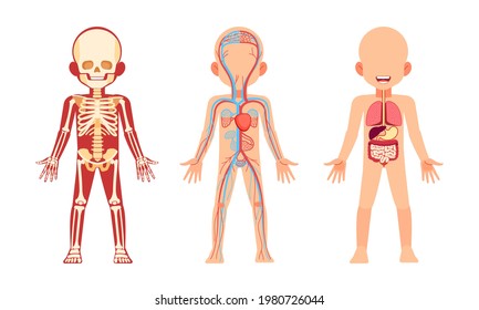 Kid Skeleton, Internal Organs, Circulatory System Anatomy. Anatomical Structure Of Human Child Body Front View. Cartoon Vector Isolated Flat Illustration Of Skull And Bones, Blood Vessels In Body.