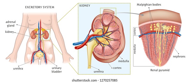 Kidney and adrenal gland - basic anatomy