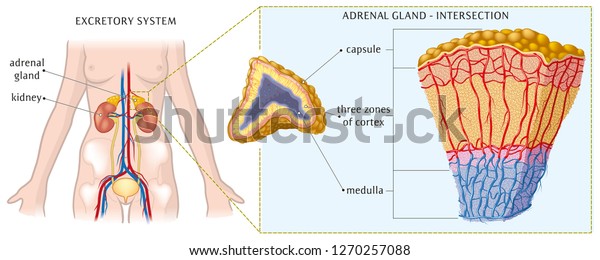 Kidney and adrenal\
gland - basic anatomy