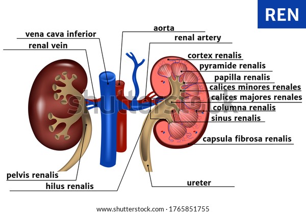 Kidney Adrenal Gland Basic Anatomy Structure Stock Vector (Royalty Free ...