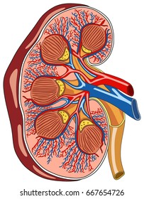 Kidney Anatomy Cross Section Diagram including all parts renal pelvis calyces medulla cortex ureter artery and vein supply blood vessels for medical science education and health care