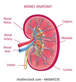 Kidney Anatomy illustration vector