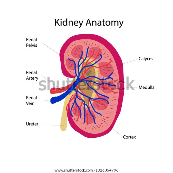 Kidney Anatomy Illustration Vector Education Stock Vector (Royalty Free ...