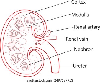 KIDNEY ANATOMY OUTLINE VECTOR ART ILLUSTRATION.