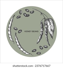 Kidney Bean Rahmen Rahmen Rand Hintergrund, Vektorgrafik auf isoliertem weißem Hintergrund. Ernte, gesunde Lebensmittel, Hülsenfrüchte. Handgezeichneter Hintergrund mit Grabohnen, Blätter, Haricot-Zweig für Design